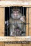 Barbary Macaque (<em>Macaca sylvanus</em>), Djemaa al-Fna, Marrakech, MOROCCO